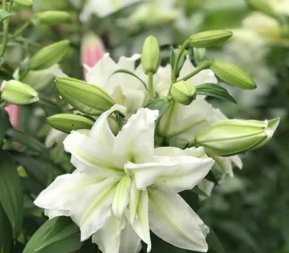 百合花：幸运之花