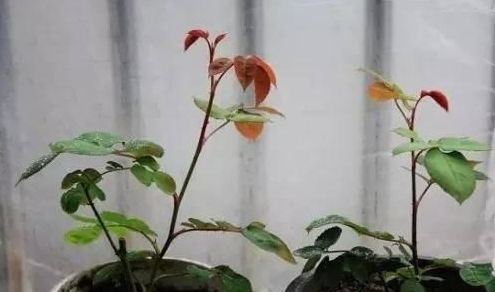月季种植小技巧，你get了吗？