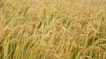 种植技巧与效益