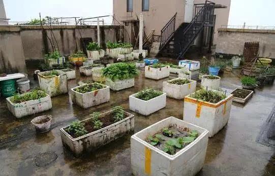 高楼种菜，你选对了吗？