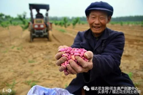 花生生长，从一粒种子到丰满果实