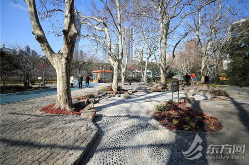 紫薇树：园林中的常青树