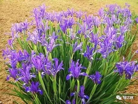 四、 二月兰、马兰花，碱地里的春天使者