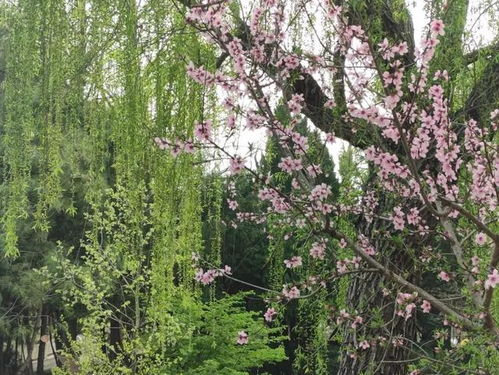 鹅掌楸木，又称鹅掌楸