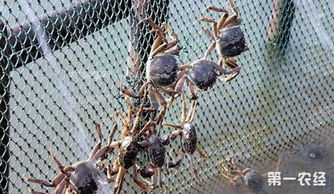 河蟹育肥需关注饲料搭配、水质管理和疾病预防