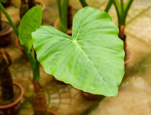 芥末植物高清图，这些绿色精灵你认识吗
