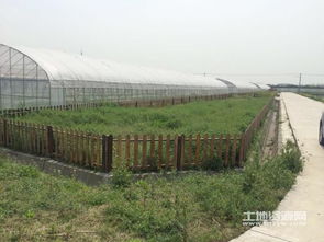 仙人掌，耐贫瘠