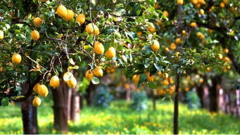 害虫肆虐， 果农烦恼