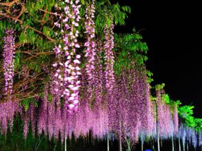 紫藤花移栽，Zui佳时间你了解吗？