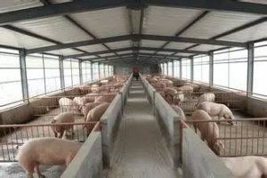 猪场免疫接种，筑牢猪群健康防线