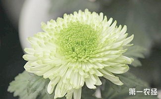 菊花开爆盆，养护秘籍大揭秘！