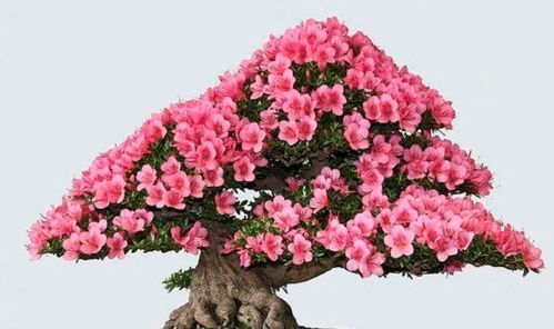 家里养花的好处