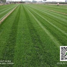 草坪种植， 三叶草种子用量揭秘