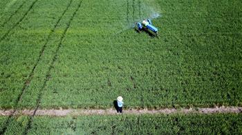 一、紫薇白粉病