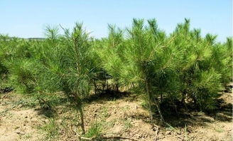 跟辽宁老育苗户学的绝活