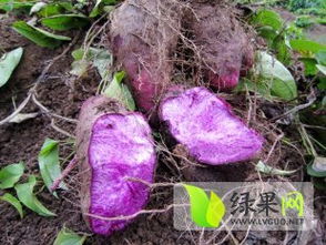 紫山药种植技术有哪些步骤和要点？