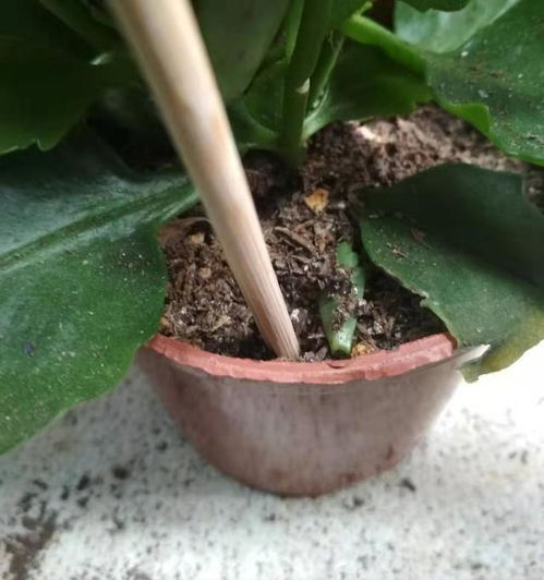 特玉莲怎么养才能爆盆？掌握这些技巧