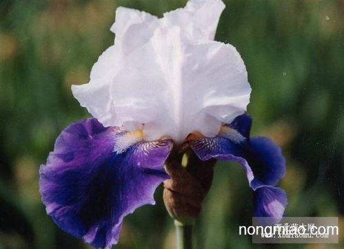 山鸢尾：美丽耐风的小妖精