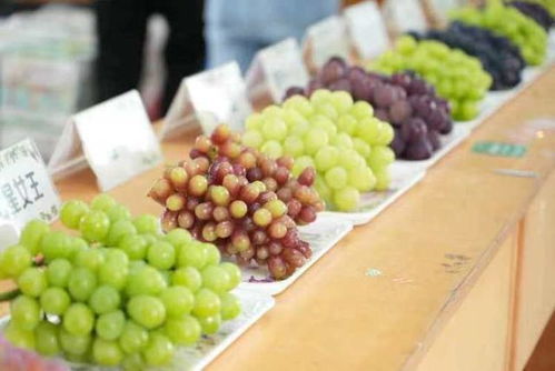 摸硬度：巨峰轻捏要有果冻感，阳光玫瑰需橡皮糖般的回弹呃。