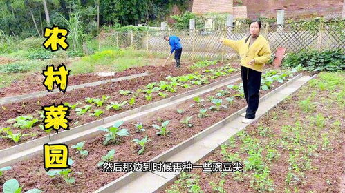 高速公路旁的绿化草种