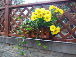 长春花：四季花开的美丽使者