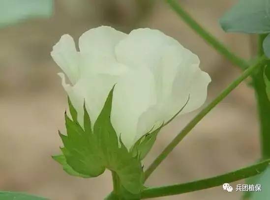 无风为贵，农药才高兴