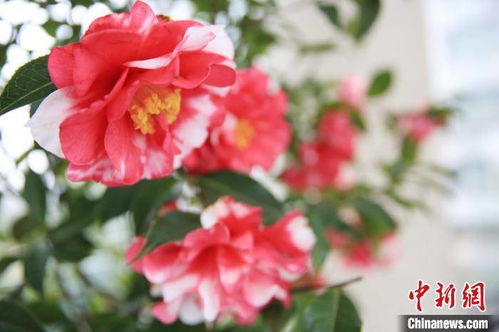 浙江金华婺城茶花带领村民致富，茶花产业助力乡村振兴