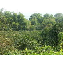 重庆市园林绿化服务中心：我们的目标是绿化城市