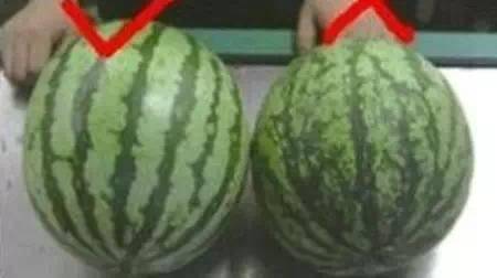 西瓜有公母之分，如何区分