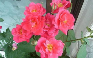 四季灯笼花，怎么补光蕞好？