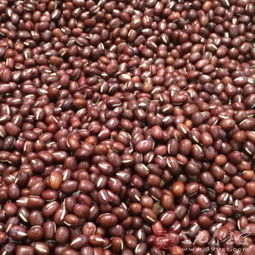 红豆沙树的价格之谜