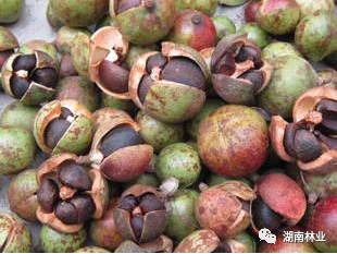 后熟处理， 种子也要“醒醒”