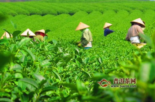 农药在安吉白茶种植中的作用