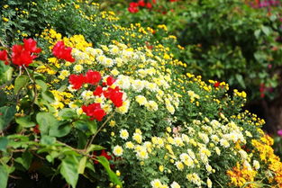 国庆佳节，花儿绽放，你准备好了吗？