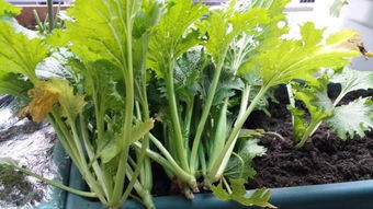 萝卜，冬天餐桌上的常客