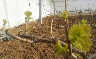 三步避坑法种植豆芽，新手七天轻松收成！