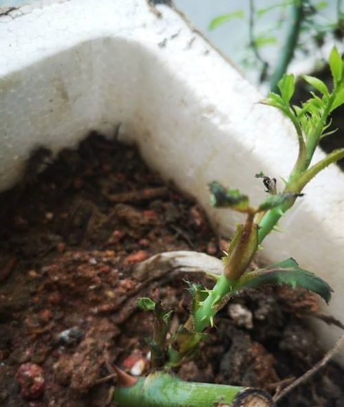 修剪细节， 不容小觑