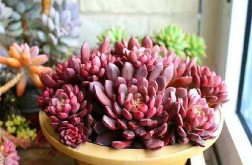 多肉植物出锦， 品种应该是吉娃莲、花月夜这类的景天科拟石莲花属多肉植物