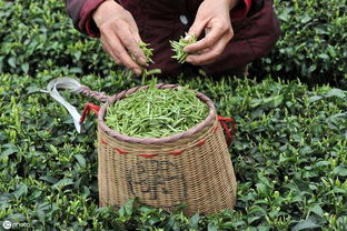茶叶种植，农药是个啥？