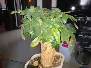 发财树叶子凹凸不平，是修剪不当还是病虫害引起的？