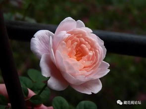 月季红蜘蛛的防治，你了解多少？