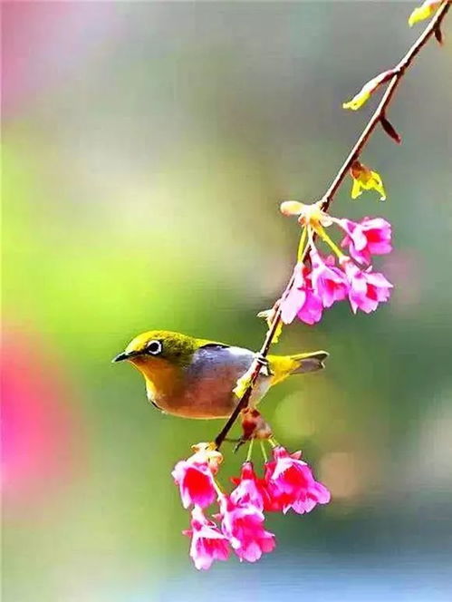 寻鸟之旅：探秘花草乌类的奥秘