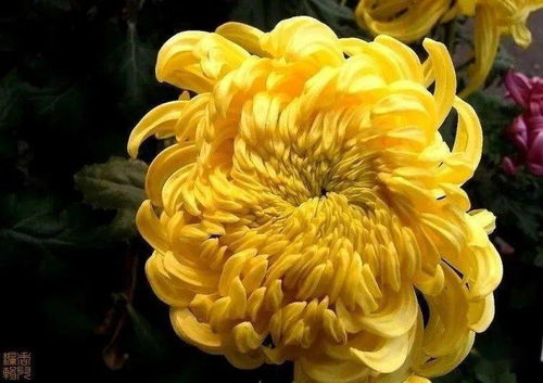 常见菊花品种介绍