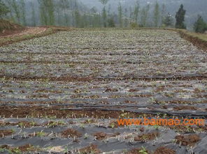 植物选择与种植规划