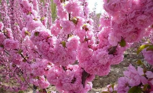 牛郎放牧牵牛花，这是什么花呢