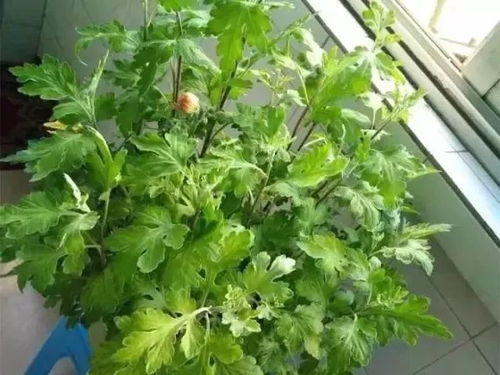 菊花室内养殖，如何让花朵更鲜艳