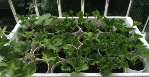 荷包花扦插繁殖步骤详细讲解，新手如何养殖荷包花才能成功