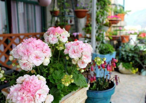 第三章：新手养花的建议