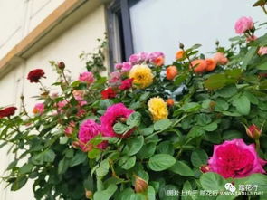 月季耐寒度解析