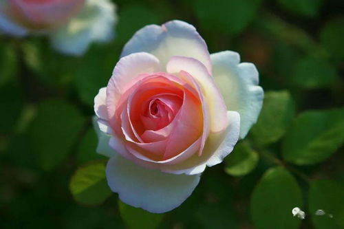 生长习性独特， 抗病嫩力强